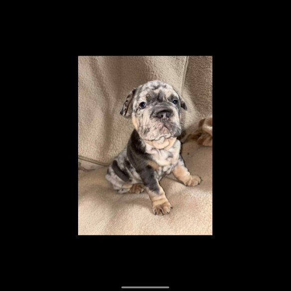 French Bulldog