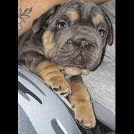 French Bulldog