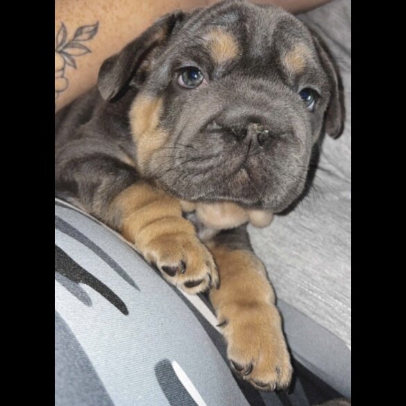 French Bulldog