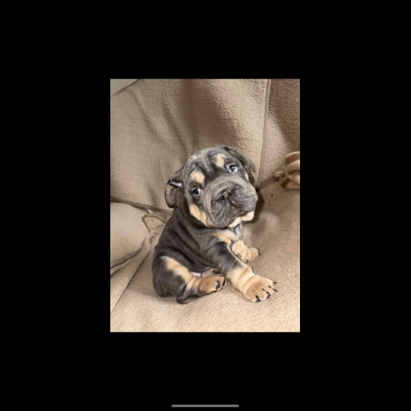 French Bulldog
