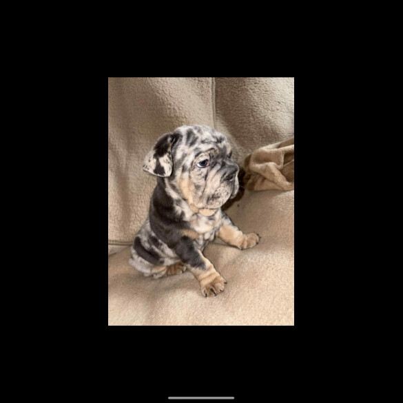 French Bulldog