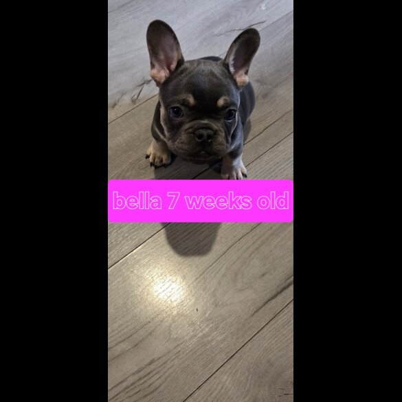 French Bulldog