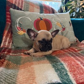 French Bulldog