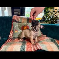 French Bulldog