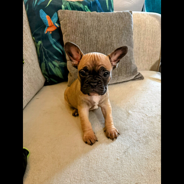 French Bulldog