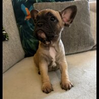 French Bulldog