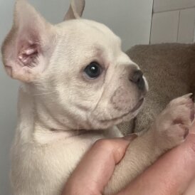 French Bulldog