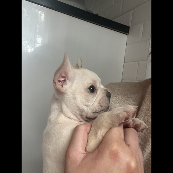 French Bulldog
