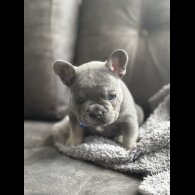 French Bulldog