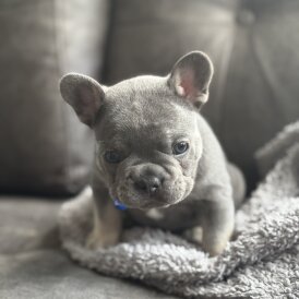 French Bulldog