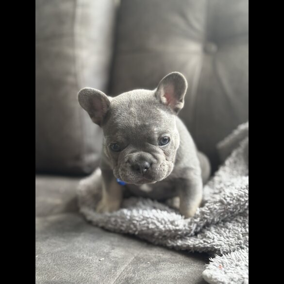 French Bulldog