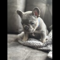 French Bulldog
