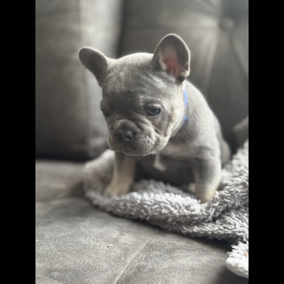 French Bulldog