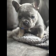 French Bulldog