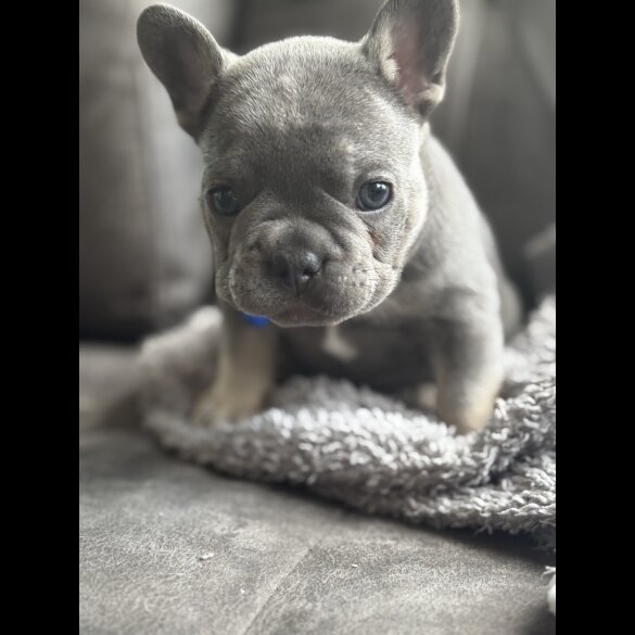 French Bulldog