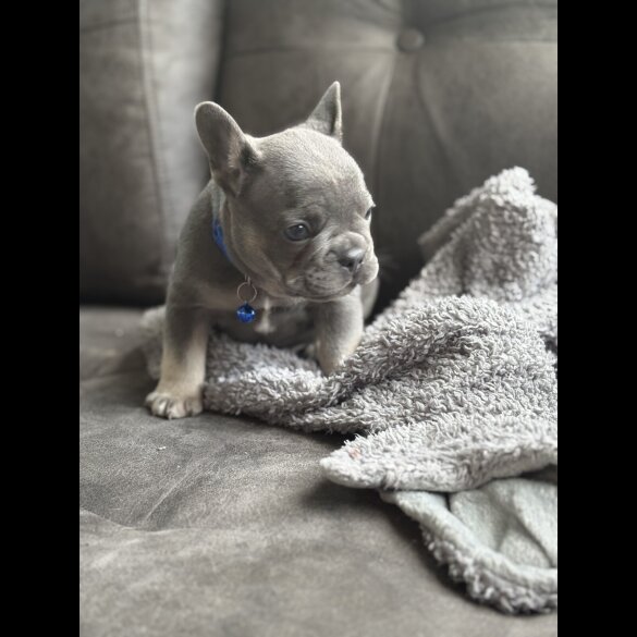 French Bulldog