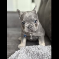 French Bulldog