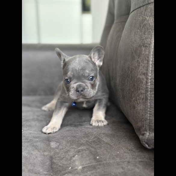 French Bulldog