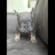 French Bulldog