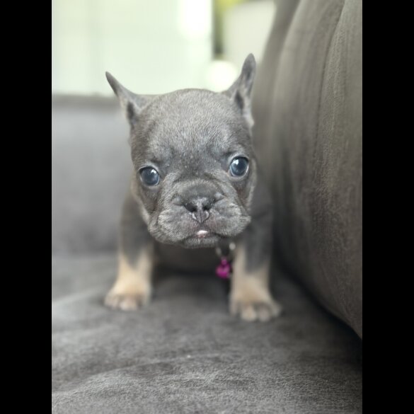 French Bulldog