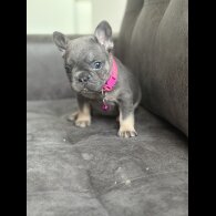 French Bulldog