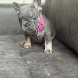 French Bulldog