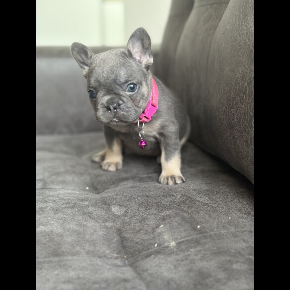 French Bulldog