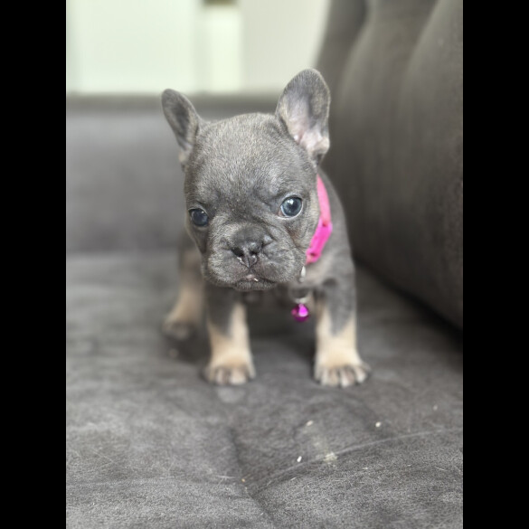 French Bulldog