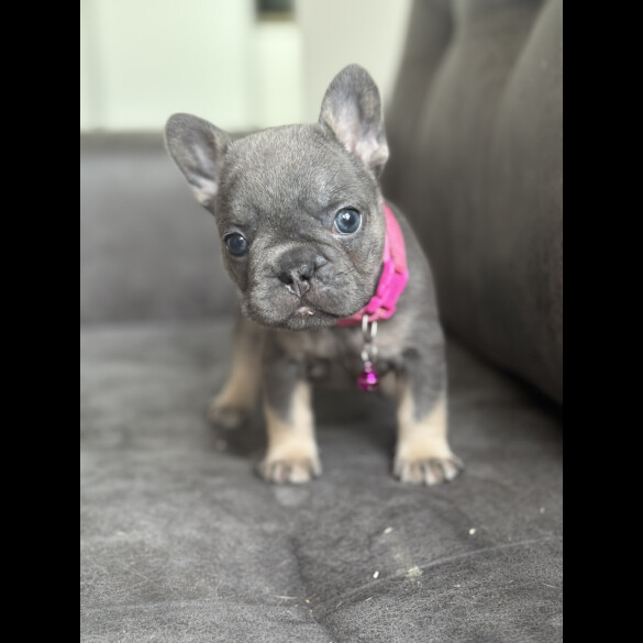 French Bulldog