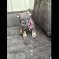 French Bulldog
