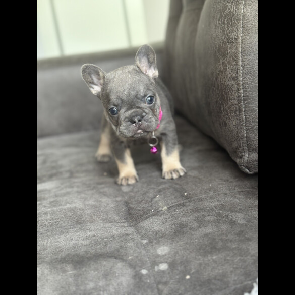 French Bulldog