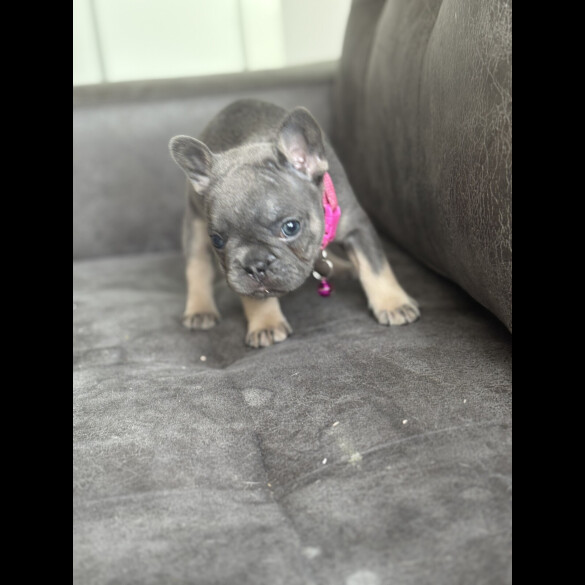 French Bulldog