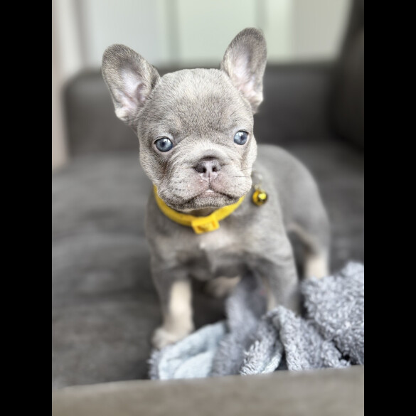 French Bulldog