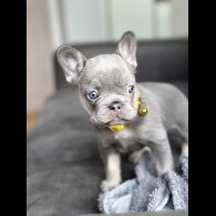 French Bulldog