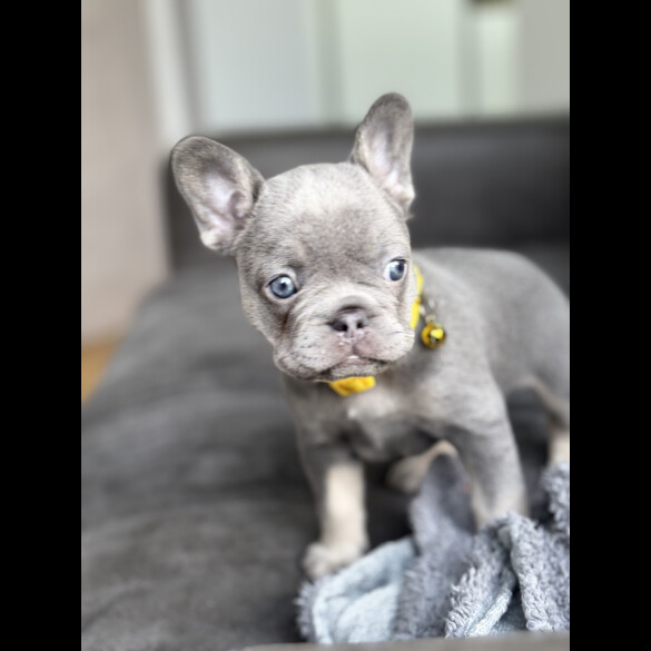 French Bulldog