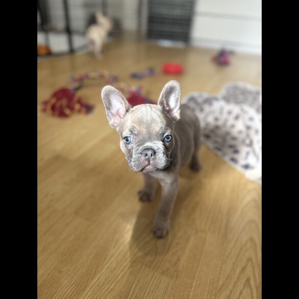 French Bulldog