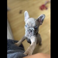 French Bulldog