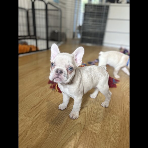 French Bulldog