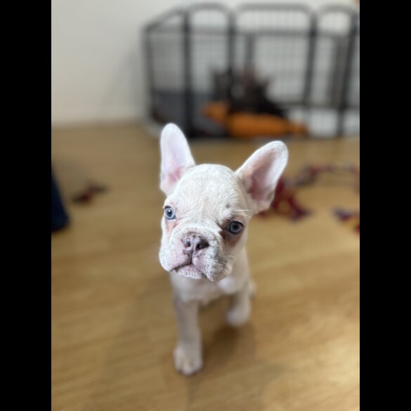 French Bulldog