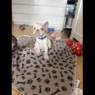 French Bulldog