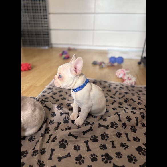 French Bulldog