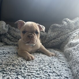 French Bulldog