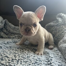 French Bulldog