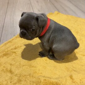 French Bulldog