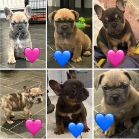 French Bulldog