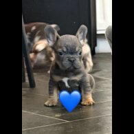French Bulldog