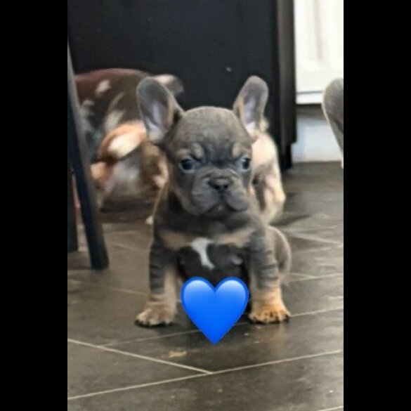 French Bulldog