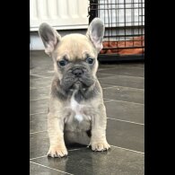 French Bulldog
