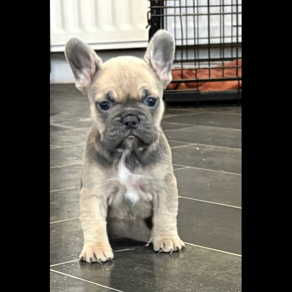 French Bulldog