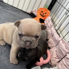 French Bulldog